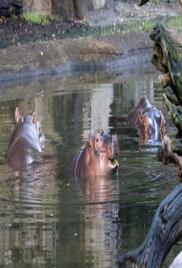 Magic of Disneys Animal Kingdom